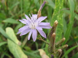 Image de Lactuca sibirica (L.) Maxim.