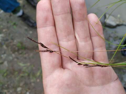 Image of Carex vanheurckii Müll. Arg.