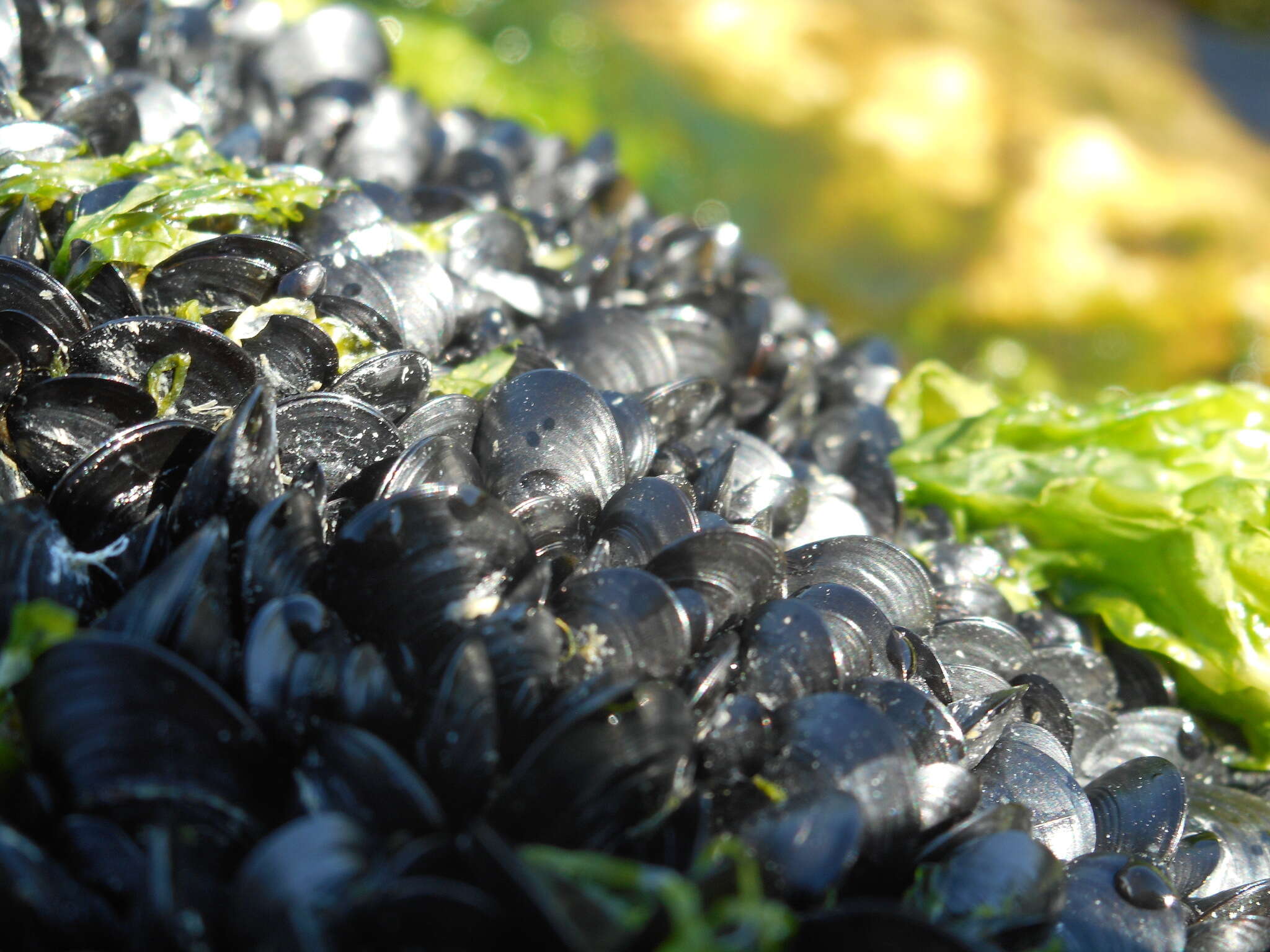 Image of Mediterranean mussel