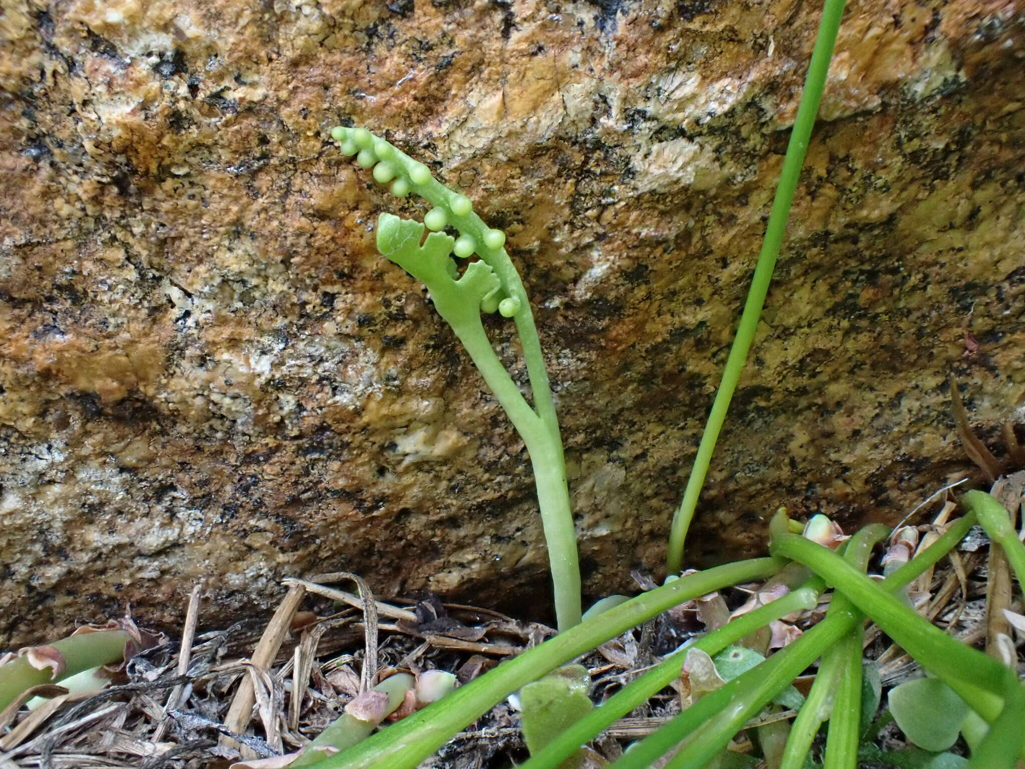 Imagem de Botrychium montanum Wagner