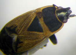 Image of Bleteogonus beckeri (Frey-Gessner 1863)