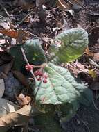 Image of Ardisia primulifolia Gardner & Champ.