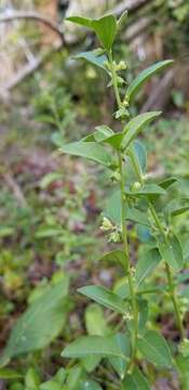 Image of Blodgett's silverbush