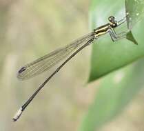 Pseudagrion melanicterum Selys 1876 resmi