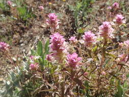 Image of toothed owl's-clover