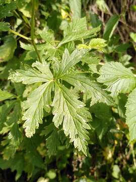 Image of Manchurian monkshood