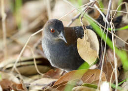 Image de Laterallus jamaicensis coturniculus (Ridgway 1874)