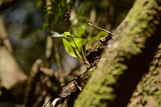 Imagem de Drimiopsis atropurpurea N. E. Br.