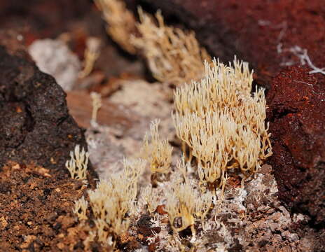 Ramaria filicicola (S. G. M. Fawc.) Corner 1950 resmi