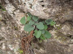 Imagem de Salvia roemeriana Scheele