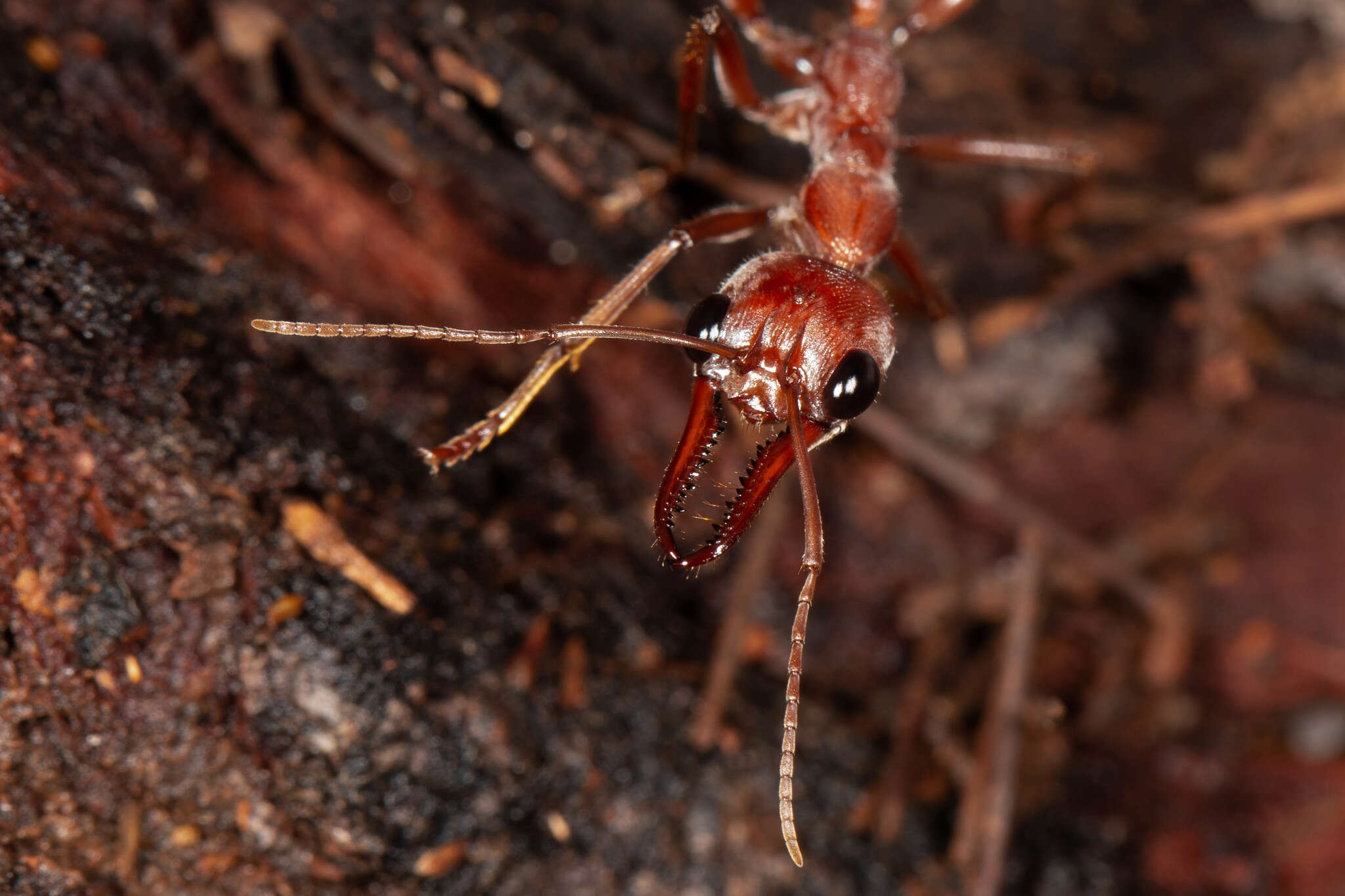 صورة Myrmecia brevinoda Forel 1910