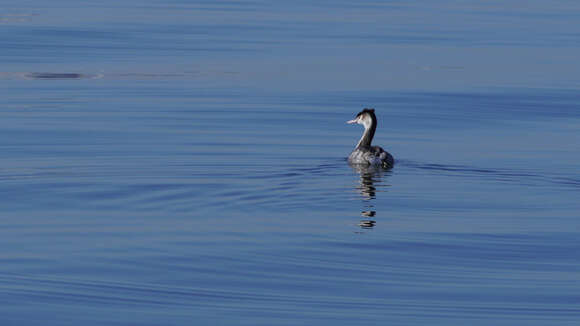 Image of Podiceps Latham 1787