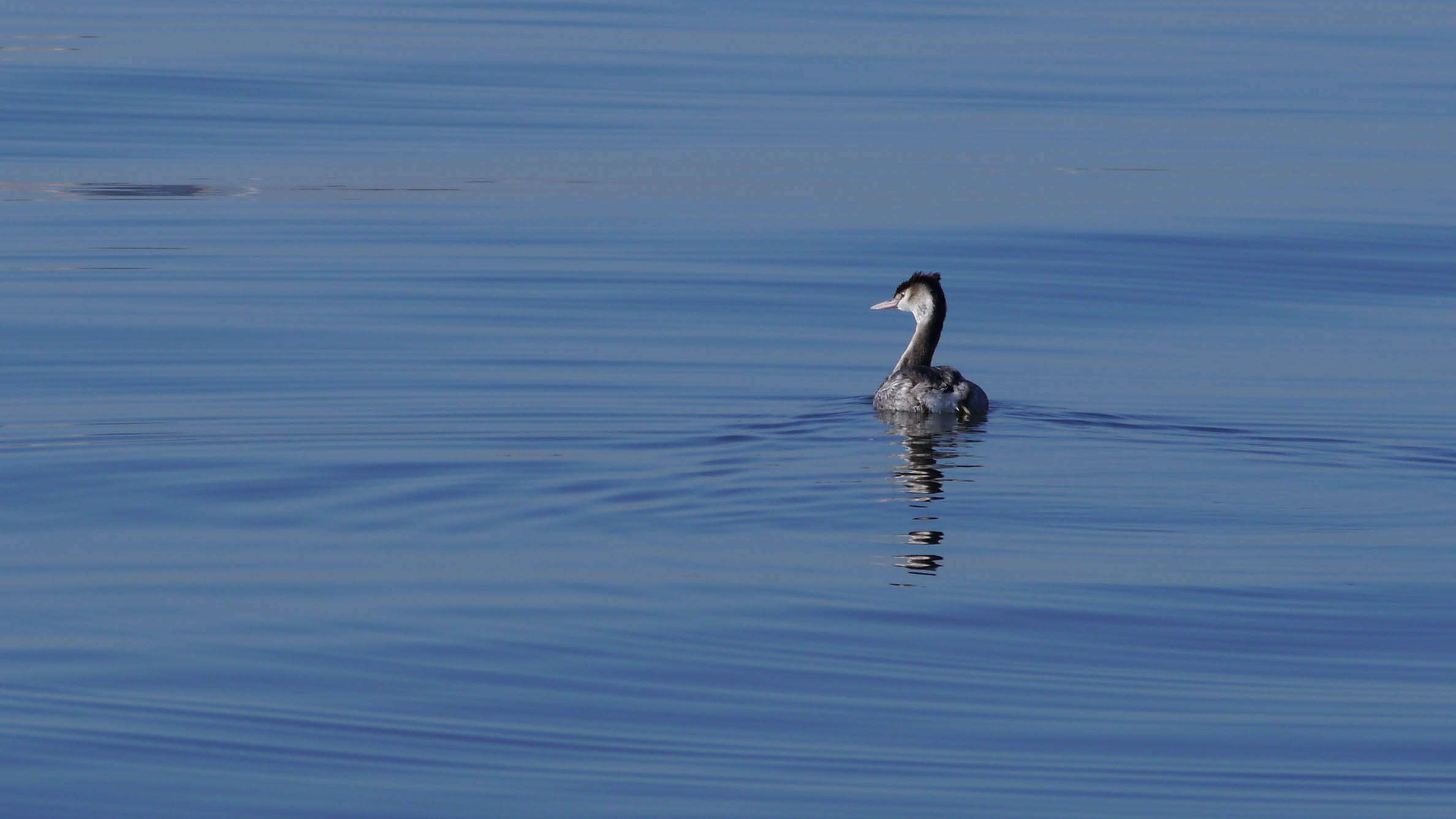 Image of Podiceps Latham 1787