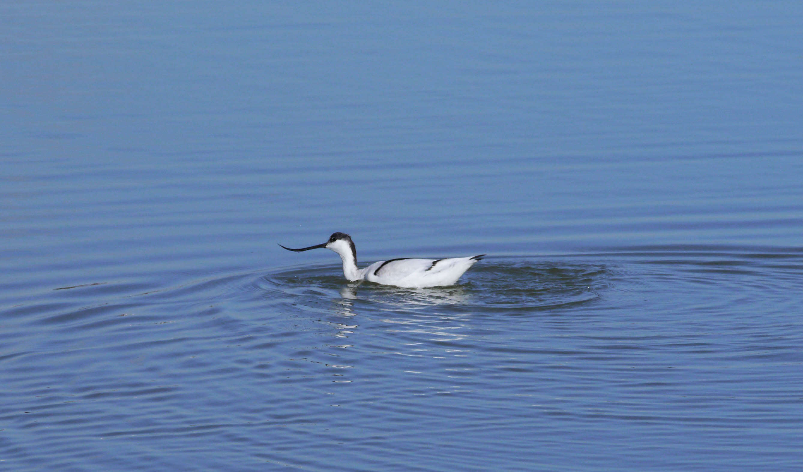 Image of avocet, pied avocet