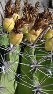 Image of Ferocactus herrerae J. G. Ortega