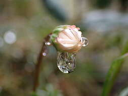 Image of Brachyscome nivalis F. Müll.