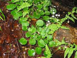 Plancia ëd Saxifraga hirsuta subsp. hirsuta