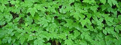 Image of Fern-Leaf Goldthread