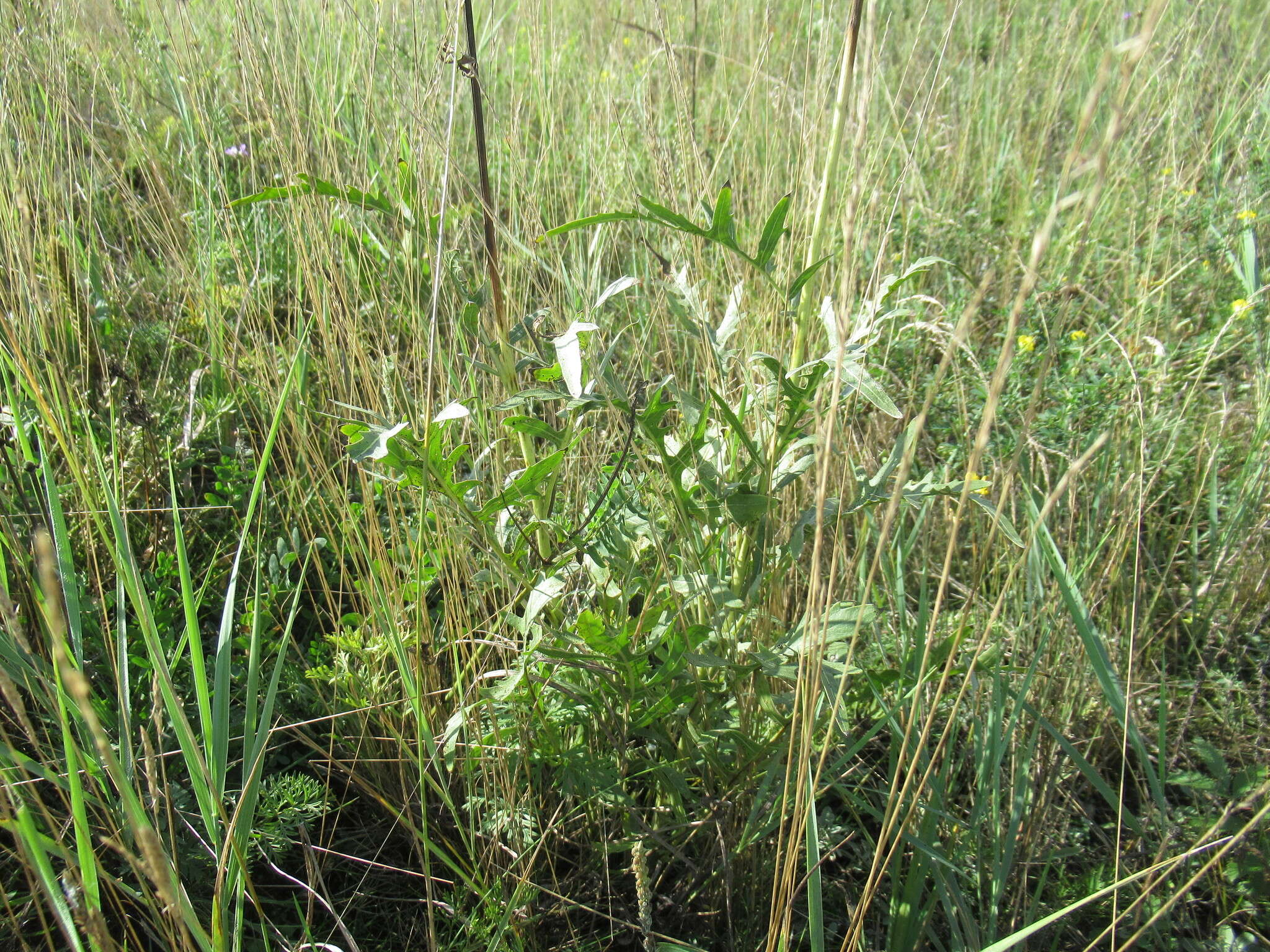 Image of Rhaponticum uniflorum subsp. uniflorum