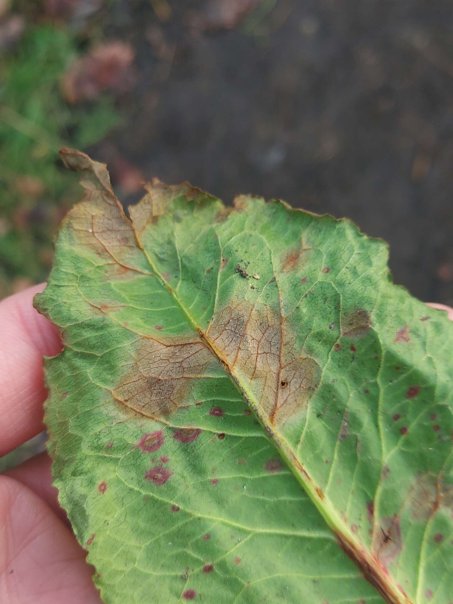 Слика од Peronospora rumicis