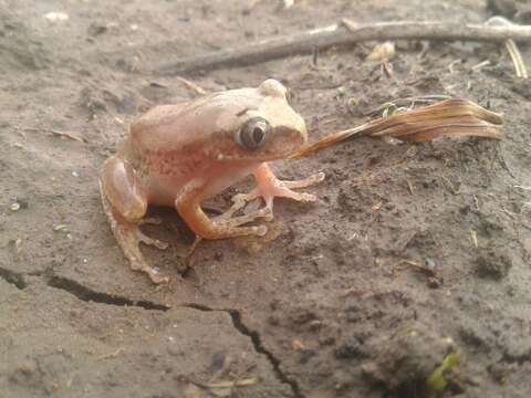 Image of Mozambique tree frog