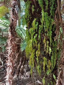 Image of Tmesipteris obliqua R. J. Chinnock