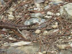 Image of Thamnophis lineri Rossman & Burbrink 2005