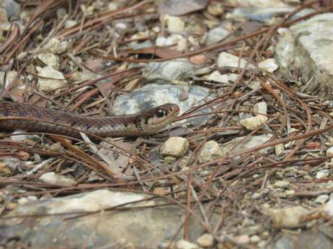 Image of Thamnophis lineri Rossman & Burbrink 2005