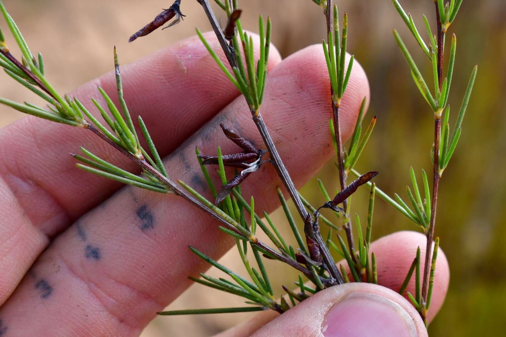 Image of rooibos