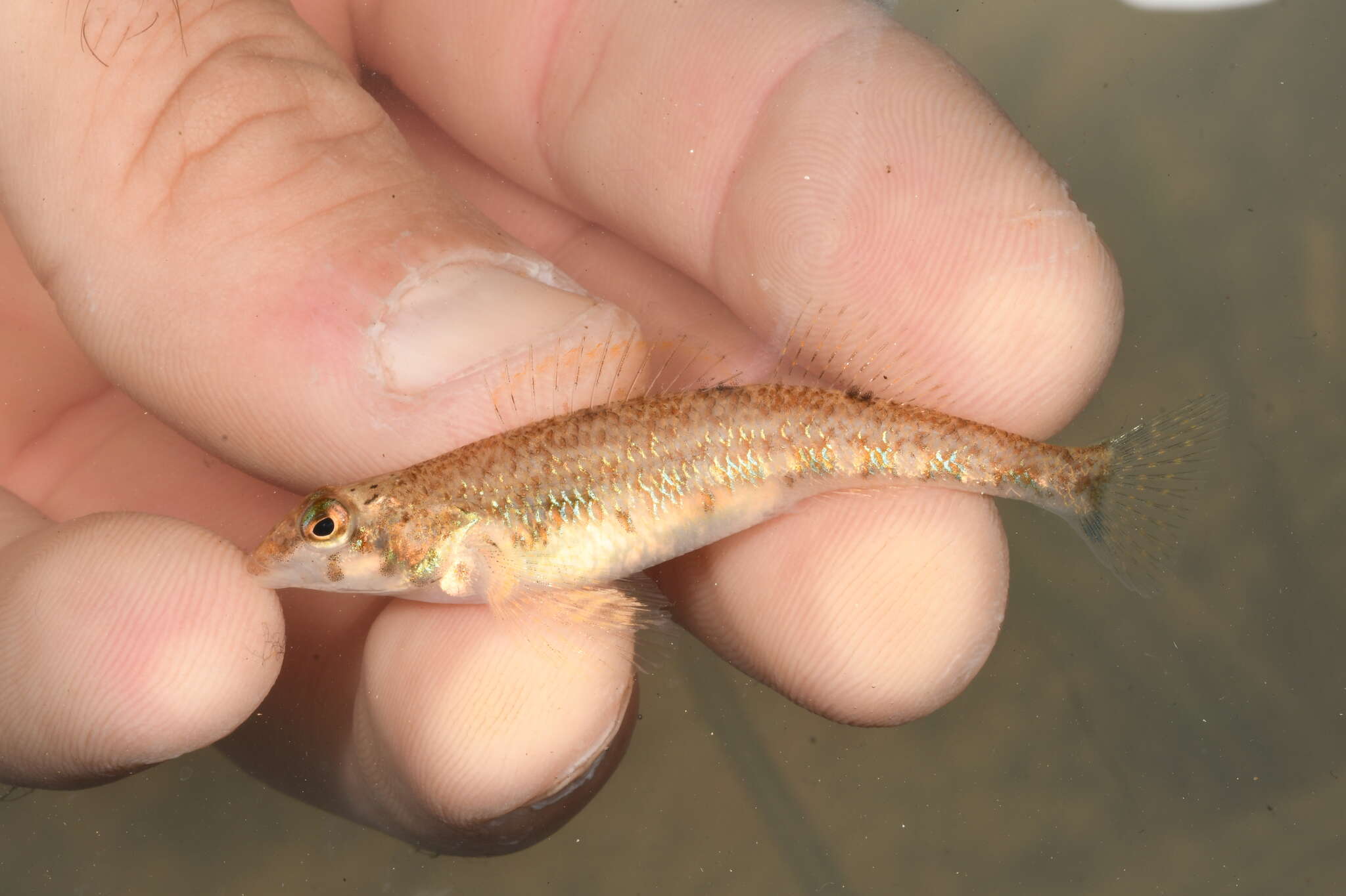 Image of Blueside Darter