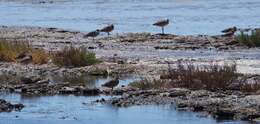 Image of Long-billed Curlew