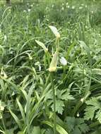 Image of few-flowered leek