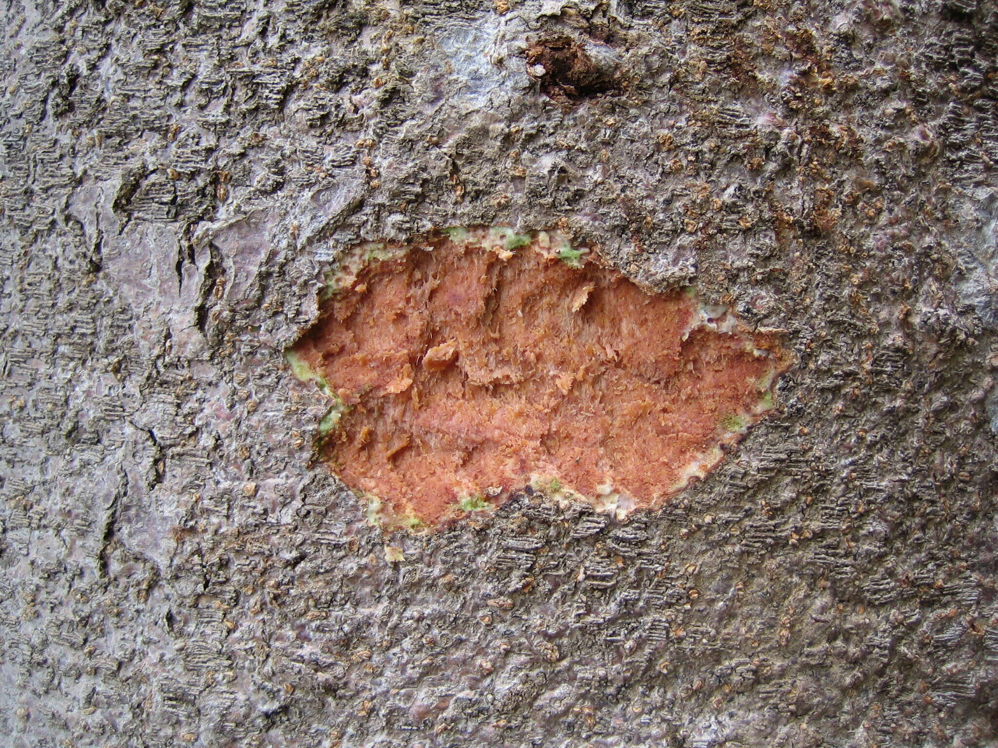 Image of ricinodendron