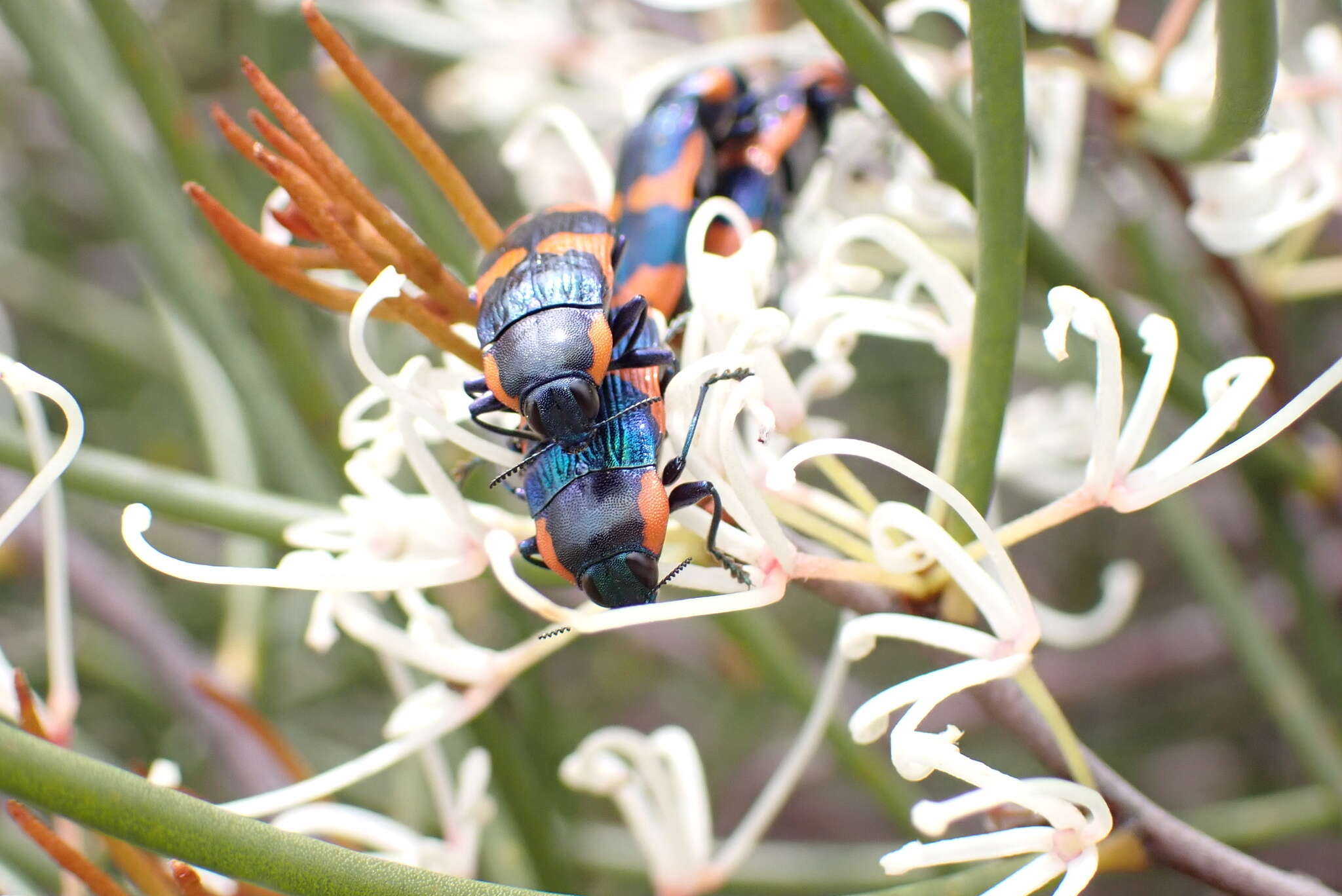 Image of Castiarina grata (Saunders 1869)