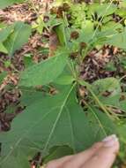 Image of Greenmaniella resinosa (S. Wats.) Sharp