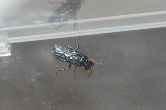 Image of Pine false webworm