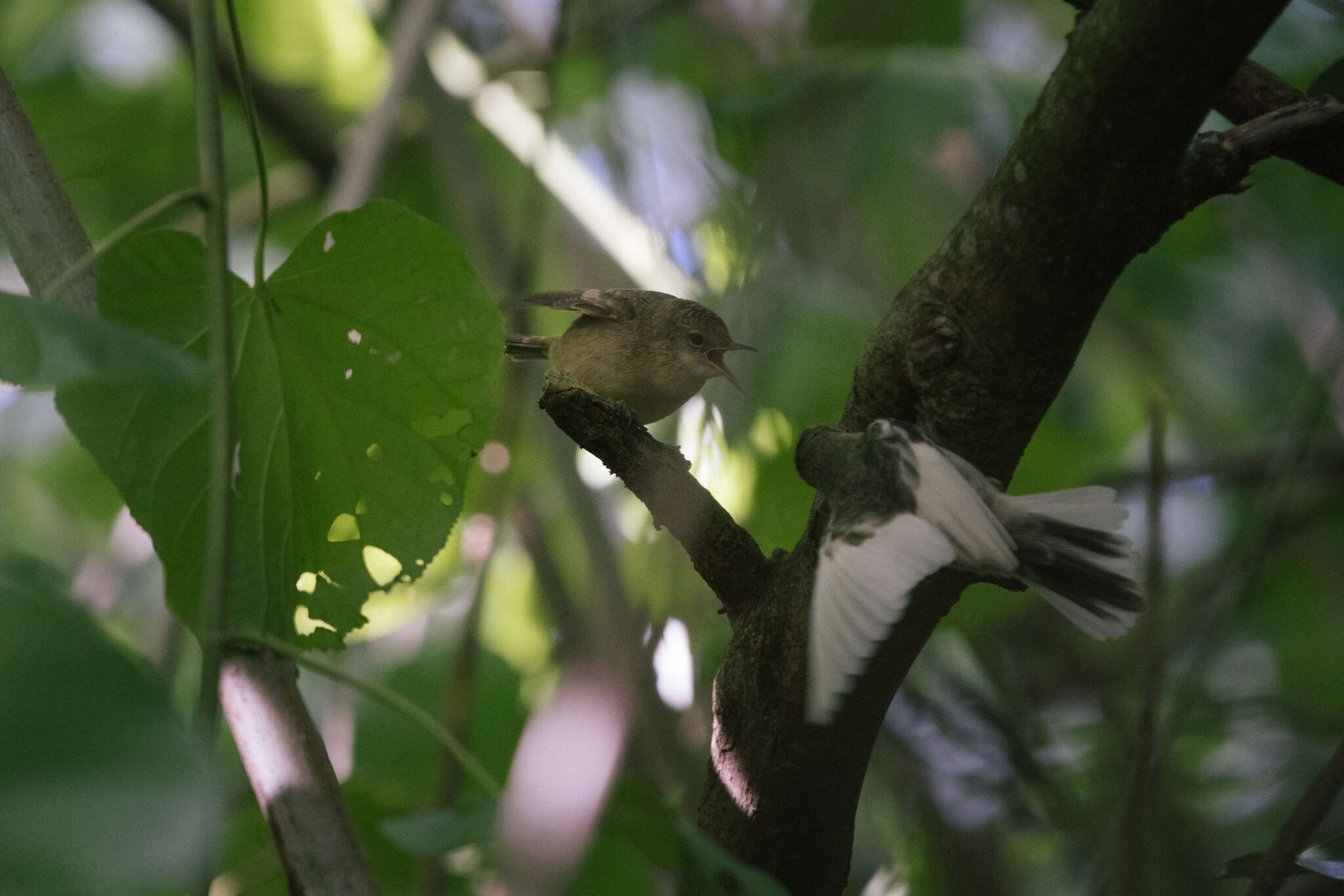 Image of Pitcairn Reed Warbler