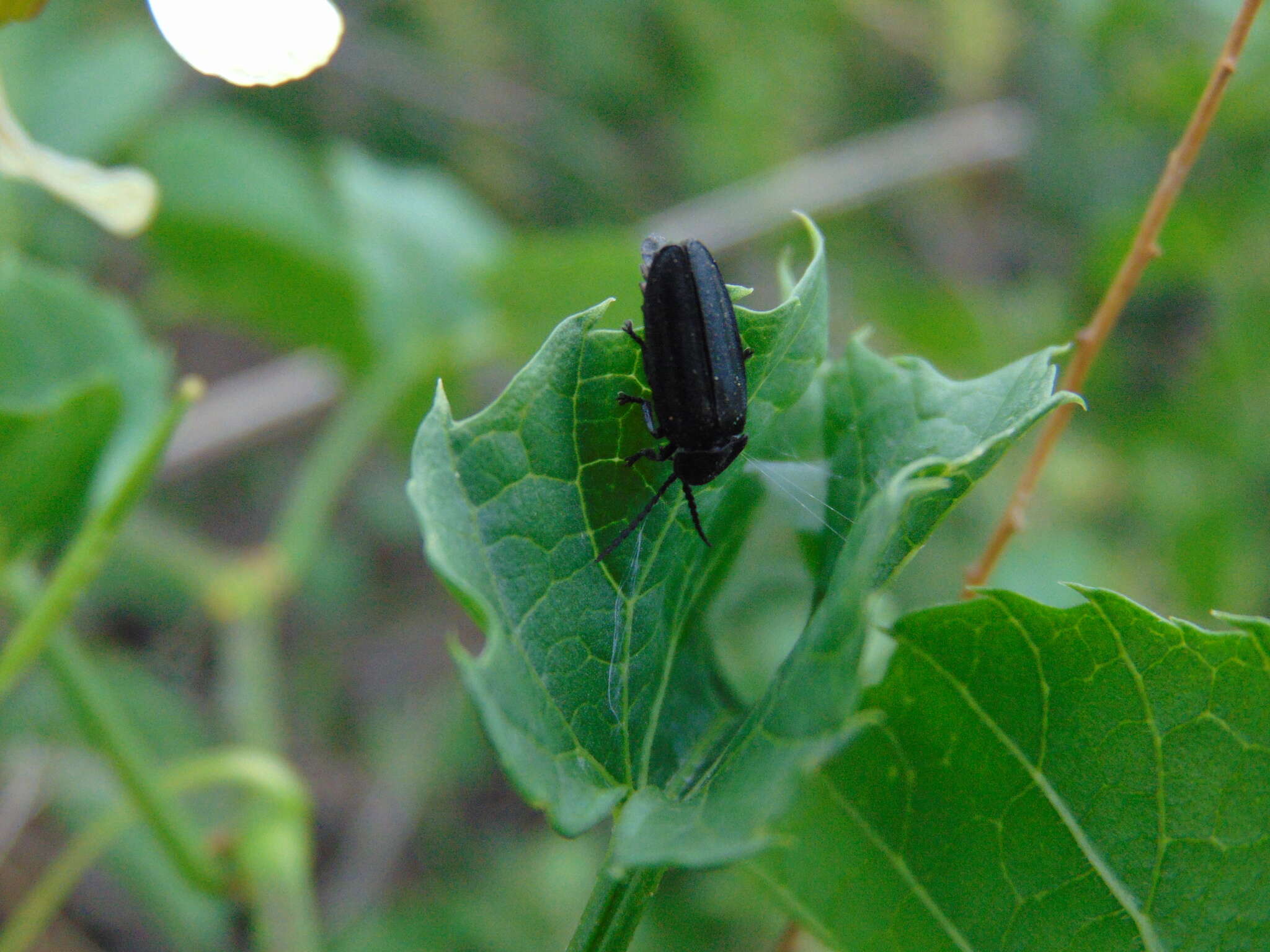 Image of Photinus alexi Zaragoza 2017