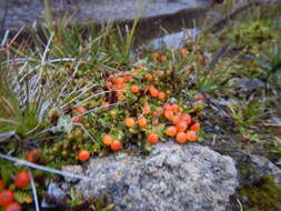 Image of Coprosma perpusilla Colenso