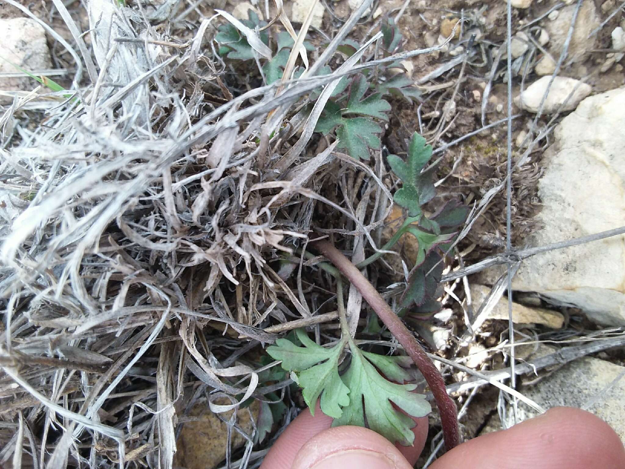 Anemone tuberosa var. texana M. Enquist & B. Crozier resmi