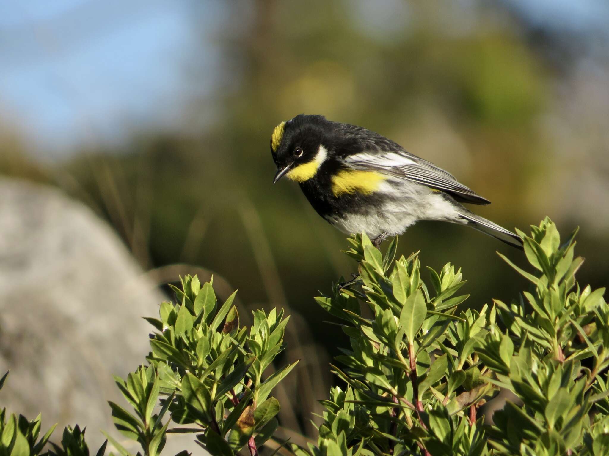 Image of Setophaga coronata goldmani