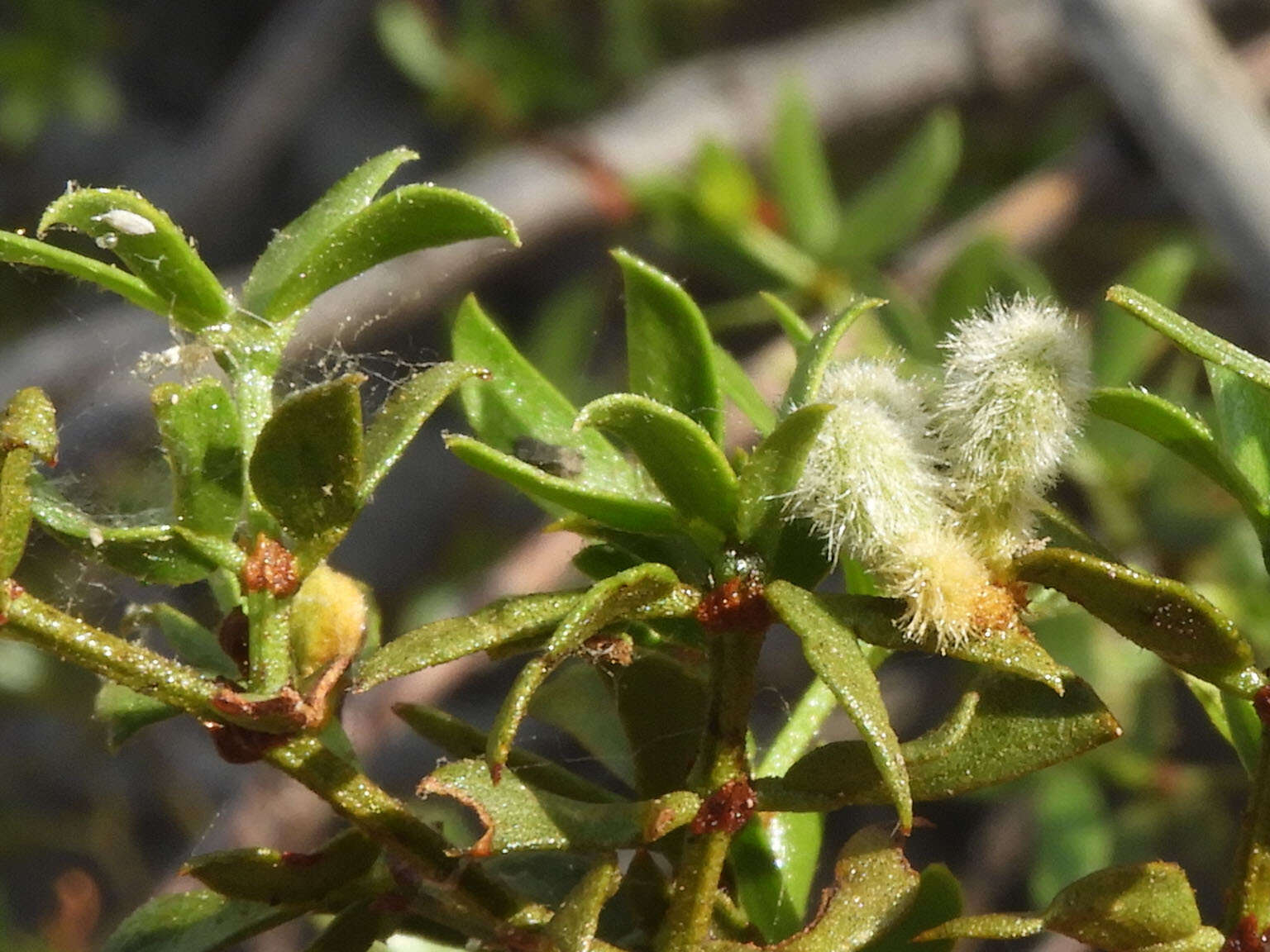 Image of Asphondylia pilosa Gagne 1990