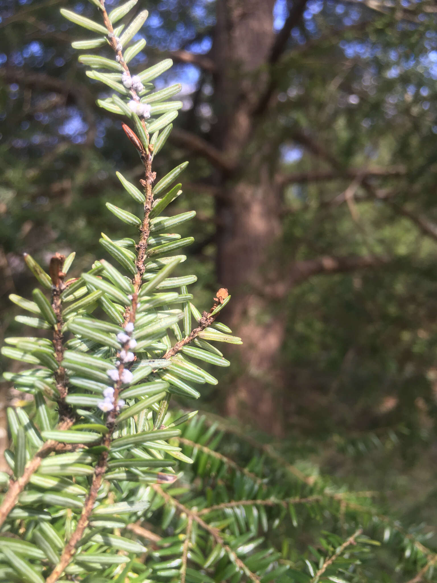 Image of Hemlock Woolly Adelgid