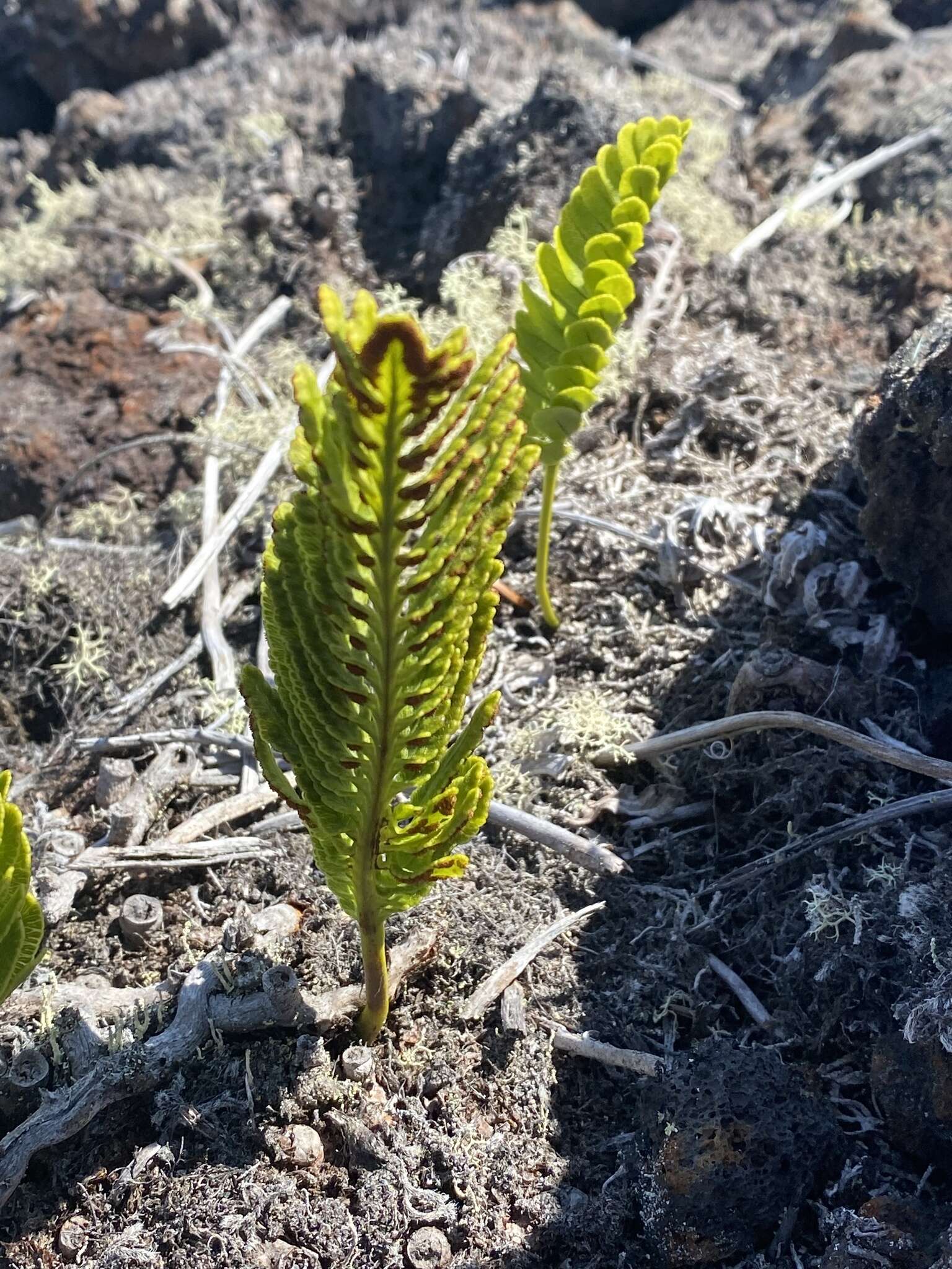 Polypodium pellucidum Kaulf.的圖片