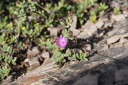 Image of Ruschia putterillii (L. Bol.) L. Bol.