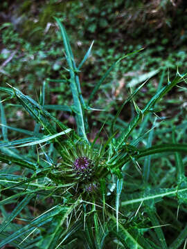 صورة <i>Cirsium tatakaense</i>