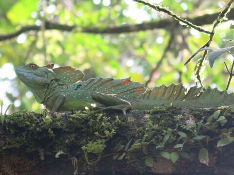 Image of Green Basilisk