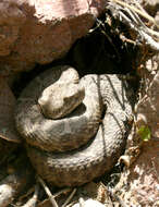 Image of New Mexican ridge-nosed rattlesnake