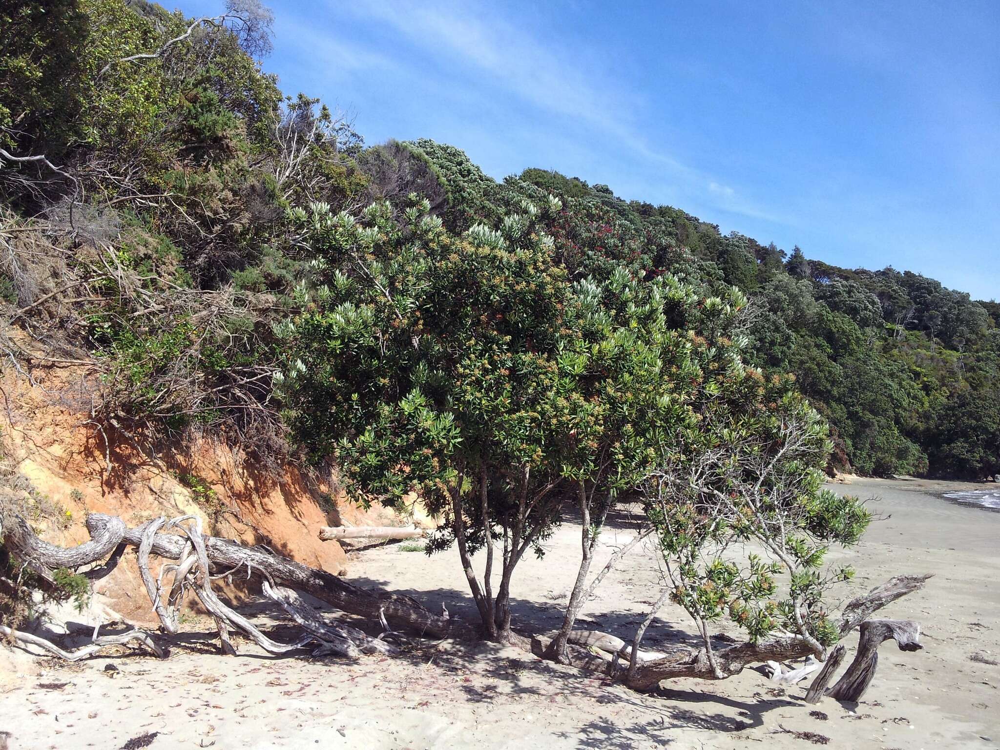 Image of Pohutukawa