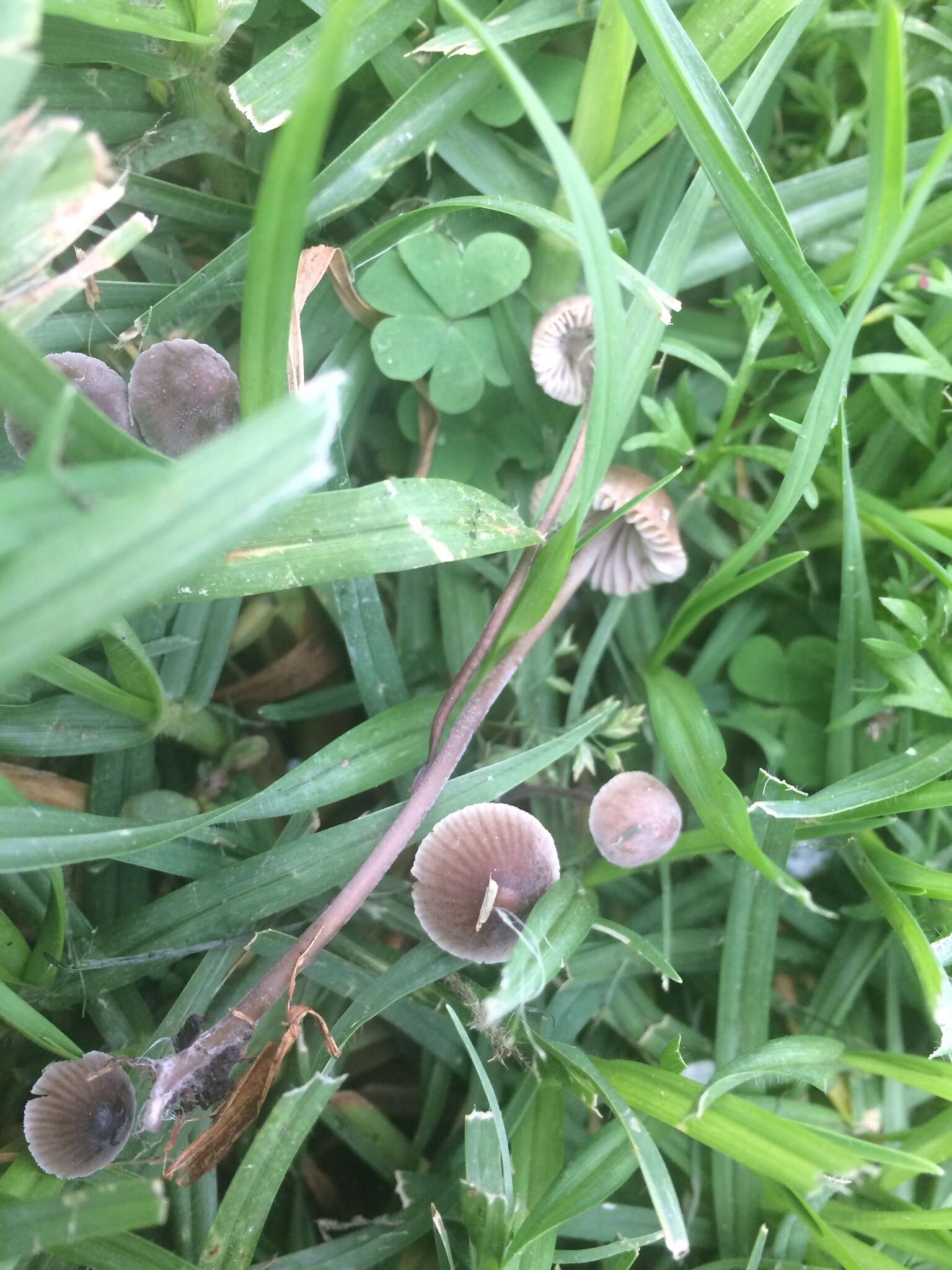 Imagem de Mycena leptocephala (Pers.) Gillet 1876